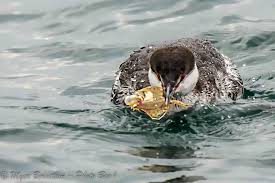 Image result for Podiceps auritus