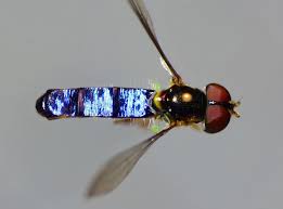 Attēlu rezultāti vaicājumam “Syrphidae”