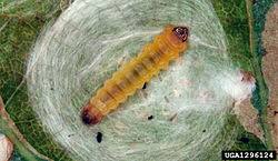 Attēlu rezultāti vaicājumam “Tischeria complanella larva”
