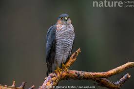 Attēlu rezultāti vaicājumam “Accipiter nisus”