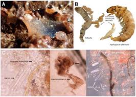 Attēlu rezultāti vaicājumam “Trichoptera egg mass”