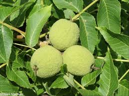 Attēlu rezultāti vaicājumam “Carya”