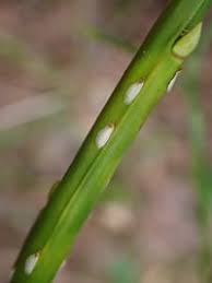 Attēlu rezultāti vaicājumam “Chionaspis salicis”