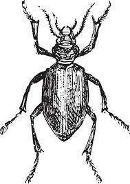 Attēlu rezultāti vaicājumam “Anobium pertinax”