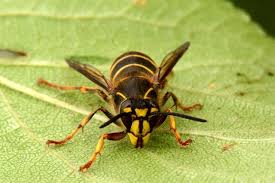 Attēlu rezultāti vaicājumam “Dolichovespula media”