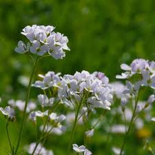 Attēlu rezultāti vaicājumam “Cardamine pratensis”