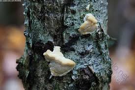 Attēlu rezultāti vaicājumam “Antrodiella serpula”