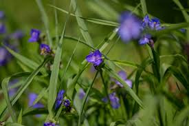 Attēlu rezultāti vaicājumam “Tradescantia virginiana flower”
