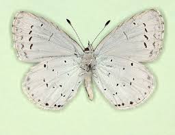 Attēlu rezultāti vaicājumam “Celastrina argiolus underside”