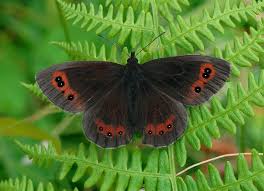 Attēlu rezultāti vaicājumam “Erebia ligea upperside”