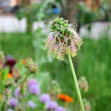 Image result for Sanguisorba minor