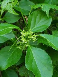 Attēlu rezultāti vaicājumam “Celastrus flagellaris”