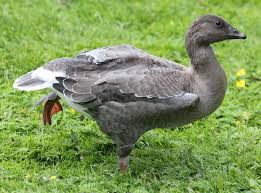 Attēlu rezultāti vaicājumam “Anser anser juvenile”