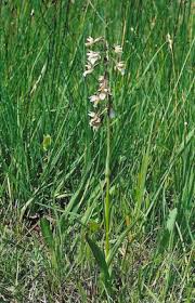 Attēlu rezultāti vaicājumam “Epipactis palustris bud”