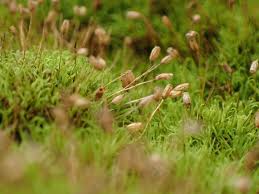 Attēlu rezultāti vaicājumam “Weissia brachycarpa”