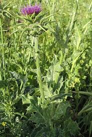 Image result for Silybum marianum