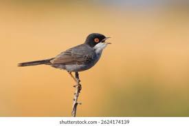 Attēlu rezultāti vaicājumam “Sylvia curruca adult”