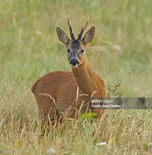 Attēlu rezultāti vaicājumam “Capreolus capreolus”