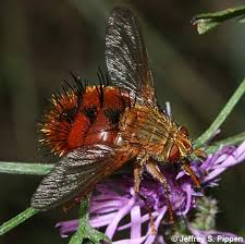 Attēlu rezultāti vaicājumam “Tachinidae”