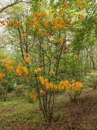Attēlu rezultāti vaicājumam “Rhododendron calendulaceum”