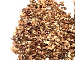 Attēlu rezultāti vaicājumam “Larix kaempferi fruit”