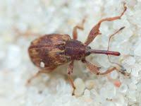 Attēlu rezultāti vaicājumam “Anthonomus phyllocola”