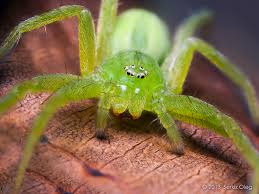 Attēlu rezultāti vaicājumam “Micrommata virescens”