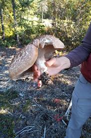 Attēlu rezultāti vaicājumam “Sarcodon imbricatum”