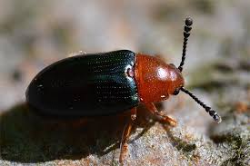 Attēlu rezultāti vaicājumam “Triplax aenea”