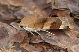 Attēlu rezultāti vaicājumam “Noctua fimbriata”