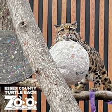 Image result for Essex Leopards