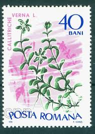 Attēlu rezultāti vaicājumam “Callitriche verna flower”