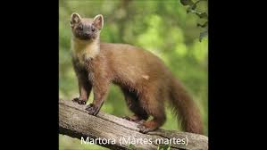 Attēlu rezultāti vaicājumam “Martes martes”