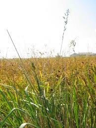 Attēlu rezultāti vaicājumam “Enteridium liceoides young”