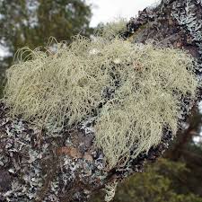Attēlu rezultāti vaicājumam “Usnea subfloridana”