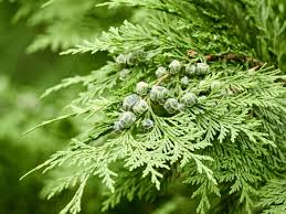 Attēlu rezultāti vaicājumam “Chamaecyparis lawsoniana”