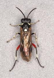 Attēlu rezultāti vaicājumam “Diderma umbilicatum macro”