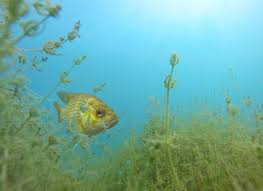 Attēlu rezultāti vaicājumam “Chara intermedia”