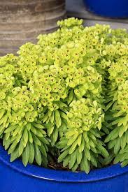 Attēlu rezultāti vaicājumam “Cribraria martinii”