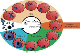 Attēlu rezultāti vaicājumam “Colloderma oculatum plasmodium”