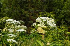 Attēlu rezultāti vaicājumam “Heracleum sosnowskyi flower”