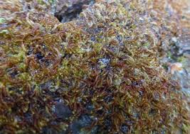 Attēlu rezultāti vaicājumam “Nowellia curvifolia”