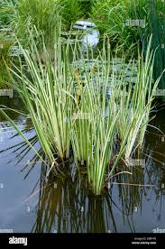 Attēlu rezultāti vaicājumam “Acoraceae”