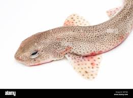 Image result for Scyliorhinus canicula