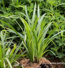 Attēlu rezultāti vaicājumam “Carex pilosa”