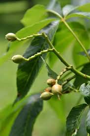 Attēlu rezultāti vaicājumam “Aesculus flava fruit”