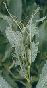 Attēlu rezultāti vaicājumam “Nycteola degenerana”