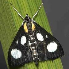 Attēlu rezultāti vaicājumam “Anania funebris”