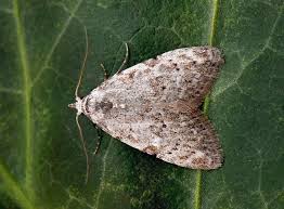 Attēlu rezultāti vaicājumam “Nola confusalis”