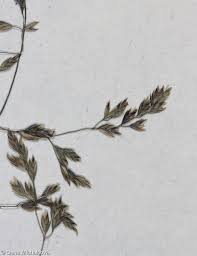 Attēlu rezultāti vaicājumam “Poa palustris leaf”